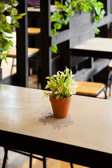 Fototapeta na wymiar Small green potted shrub restaurant table interior styling.