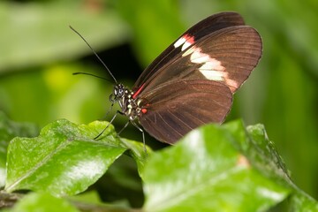 Heliconius erato, Red postman, tropical butterfly perched on leaves with green background