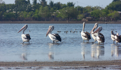 pelicans on the water in the morning time, Dili Timor Leste