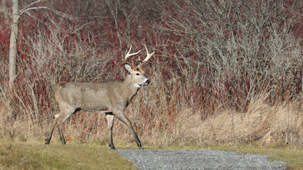White tail Buck