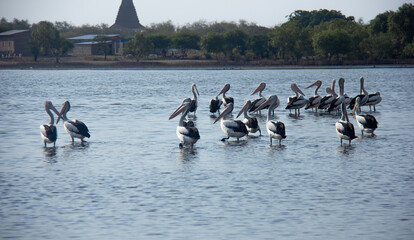Fototapeta premium bird was at lake side, Dili Timor Leste