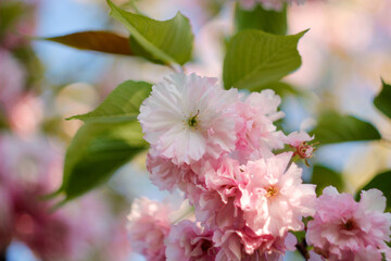 Bright colorful spring pink sakura flowers. Cherry blossoms on sunny day on blue sky background. Beauty of nature. Spring, youth, growth concept.
