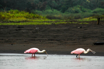 野生のベニヘラサギの写真