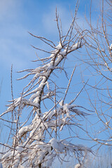 snowy winter tree