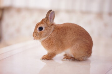 ネザーランドドワーフ