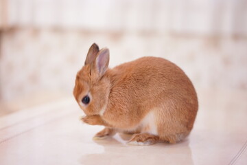 ネザーランドドワーフ