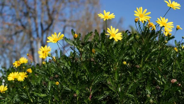 Yellow daisy flowers blossom, home gardening in California, USA. Natural botanical close up background. Euryops Pectinatus bloom in spring fresh garden. Springtime flora, Asteraceae bush in soft focus