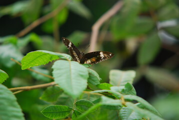 single butterfly sitting on a leaf