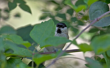 Marsh Tit (Poecile palustris), Greece