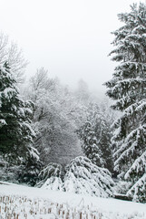 View of a snowy forest on a foggy winter day.