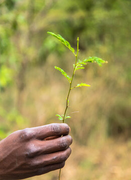 Reforestation In Africa. Hands Hold New Growth Plant. Trees Against Global Warming. Growth Concept. Seedling Plant In Hand. Plant Is Very Small And Fragile Looking. 