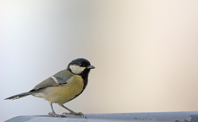 Great Tit (Parus major), Greece