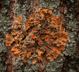 Parasitic fungus on a tree. Abstract background
