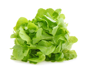 Green oak lettuce isolated on white background