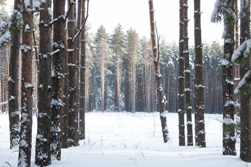 Winter pine forest on a sunny day