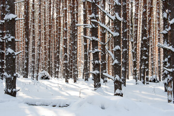 Fototapeta premium Winter pine forest on a sunny day