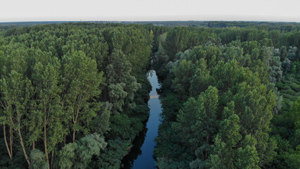 Green dense forest with tall trees. The river flows directly between the trees. Forest ecosystem, healthy environment. Ukraine, Europe