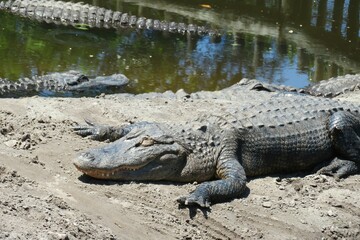 Big alligator resting near the pond in Florida, closeup