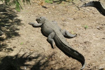 Big alligator resting on the ground in Florida wild