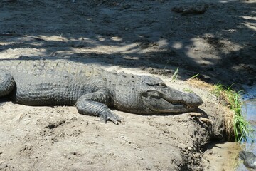 Big alligator resting near the pond in Florida farm, closeup