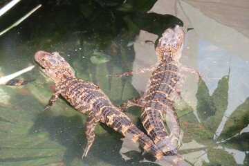 Small alligators cubs in the pond on Florida farm, closeup