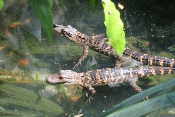 Small alligators cubs in the pond on Florida farm, closeup