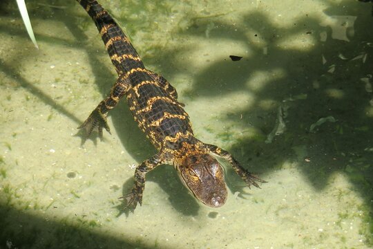 Small alligator in the water on  Florida farm, closeup