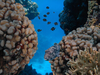 underwater coral reef landscape with colorful fish and marine life