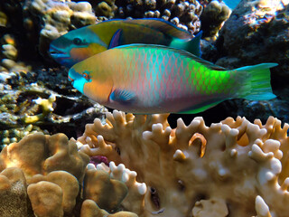 Fototapeta na wymiar underwater coral reef landscape with colorful fish and marine life