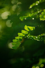 Leaf and waterdrop
