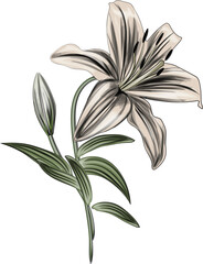 White Lily Flowers vector - Detailed vector flower