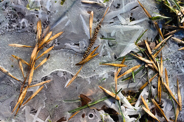 Frozen water with plants on a sunny winter day.