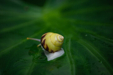 snail on a leaf