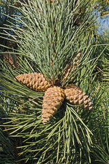 cones and leaves of maritime pine