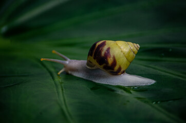 snail on a leaf