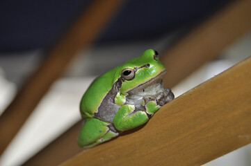 European tree frog , Hyla arborea, resting on a strug of a parasol