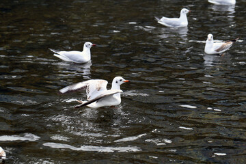Plenty of seagulls on a river located in Zürich, Switzerland. Seagulls are white birds common in cities in Europe. They can fly and swim, and can cause issues to people. Color image.