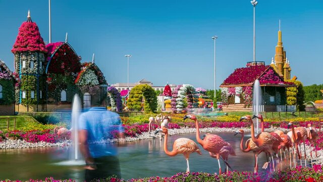 Lake with fountain and flamingo at Dubai miracle garden timelapse with over 45 million flowers in a sunny day, United Arab Emirates. House are made from flowers