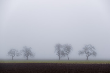 five trees on a field with dense fog