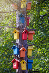 Multi-colored wooden handmade bird houses on old tall pine tree. In background green foliage. Close-up. Selective focus.