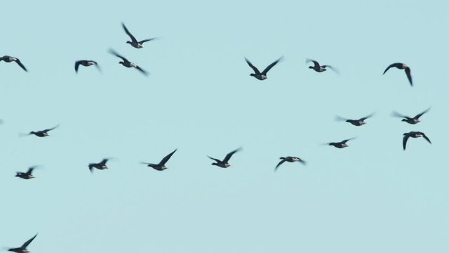 Brent Geese in flight, Brent Goose, Branta bernicla