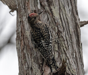 Yellow Bellied sapsucker on a tree trunk