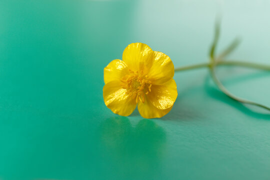 Yellow buttercup flower with a thin green stem on a green background