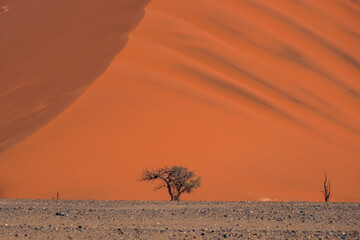 red dune with tree in namibia