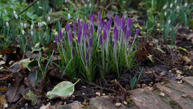Clump of purple crocus flowers in spring in flower bed