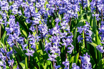 Spring floral background with purple and blue vibrant fragrant hyacinths closeup.