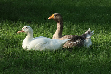 Well-fed geese on the green meadow