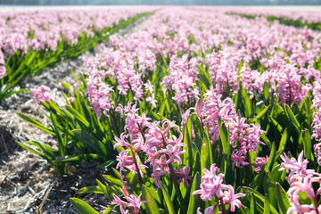 Flowering spring flowers in a sunny haze. Pink hyacinths flower rows with straw mulch on a blooming farm field in Holland. 