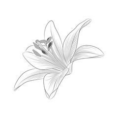 Beautiful isolated monochrome flower lily