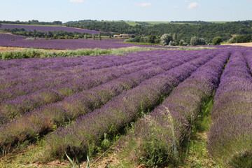 Lavande plateau de Vinsobres